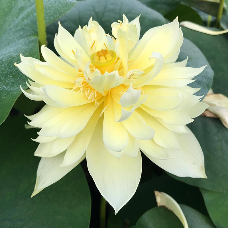 💖Rabatt zum halben Preis✨Wanlian🌱Einfach zu pflanzen