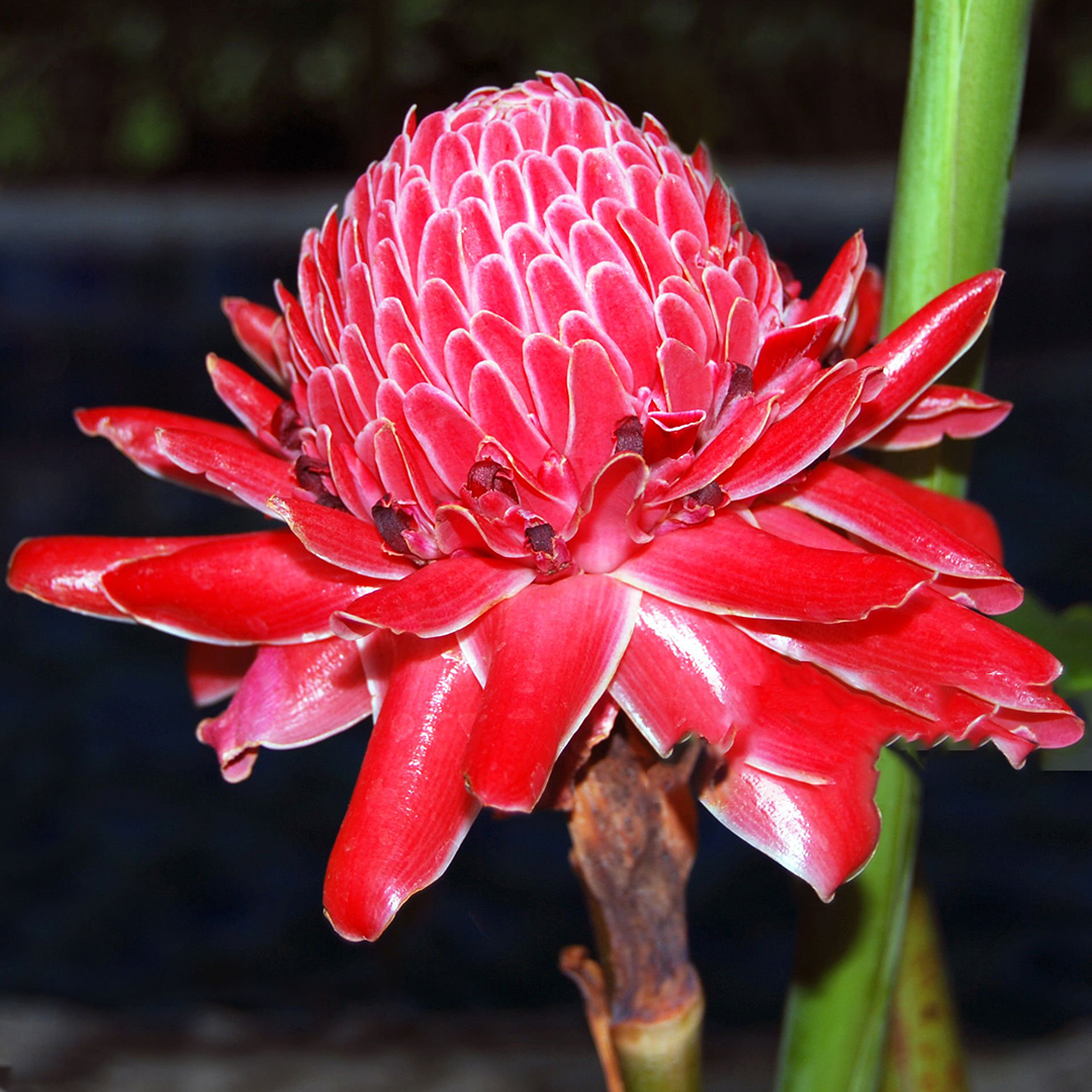 🚀Magische Pflanze💖Fackel-Ingwer🔥Flammendes Aussehen