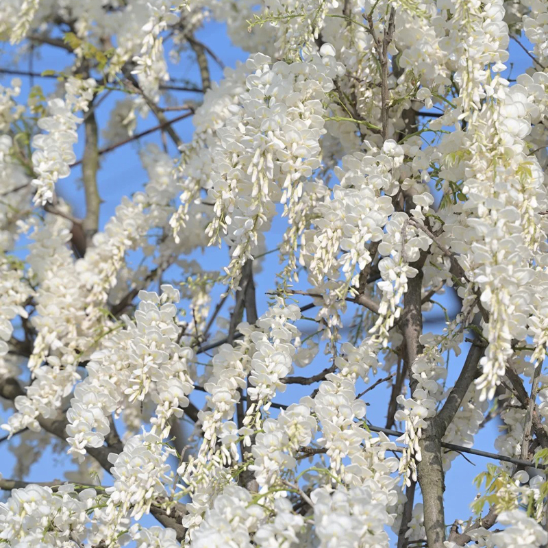 ✨Ausgewählte Samen🌱Lila Glyzinienrebe Samen💞Wunderschöne Blüten