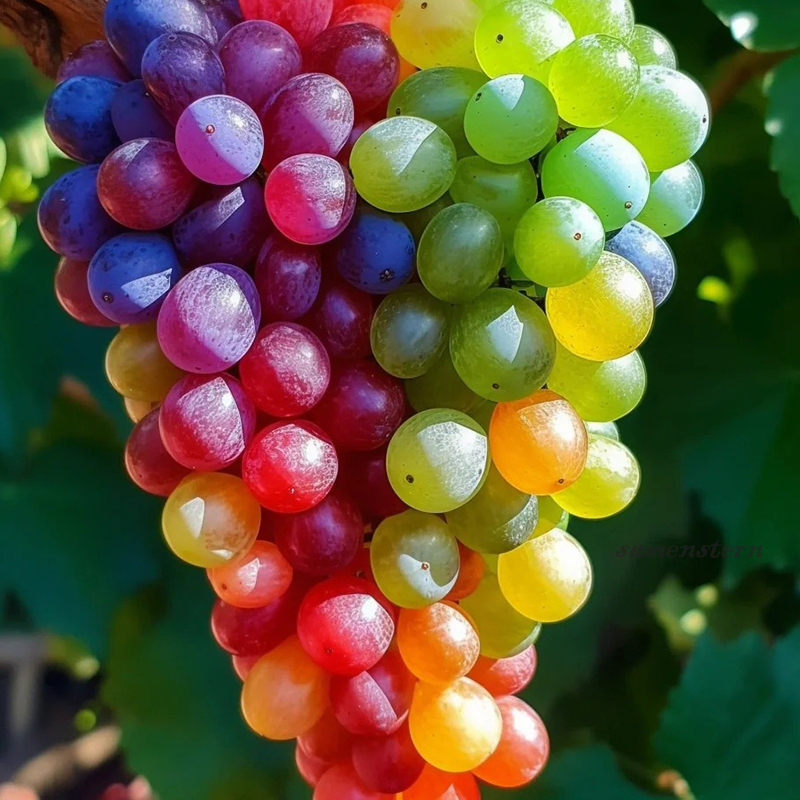 💖Rabatt zum halben Preis🍇Bunte Traubenkerne🦄Super seltene Sorte