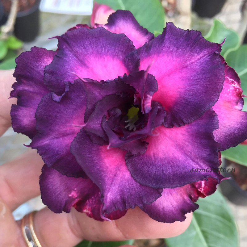 🚀Erstaunliche Pflanzen💖Wüstenrosensamen🌱Super einfach zu züchten