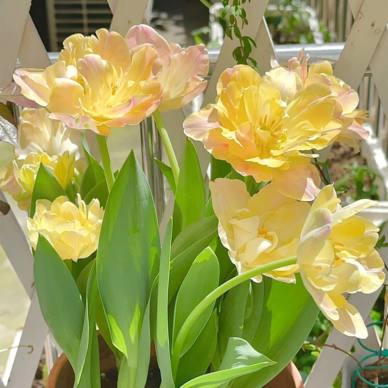 Die Gefüllte Tulpe Samen