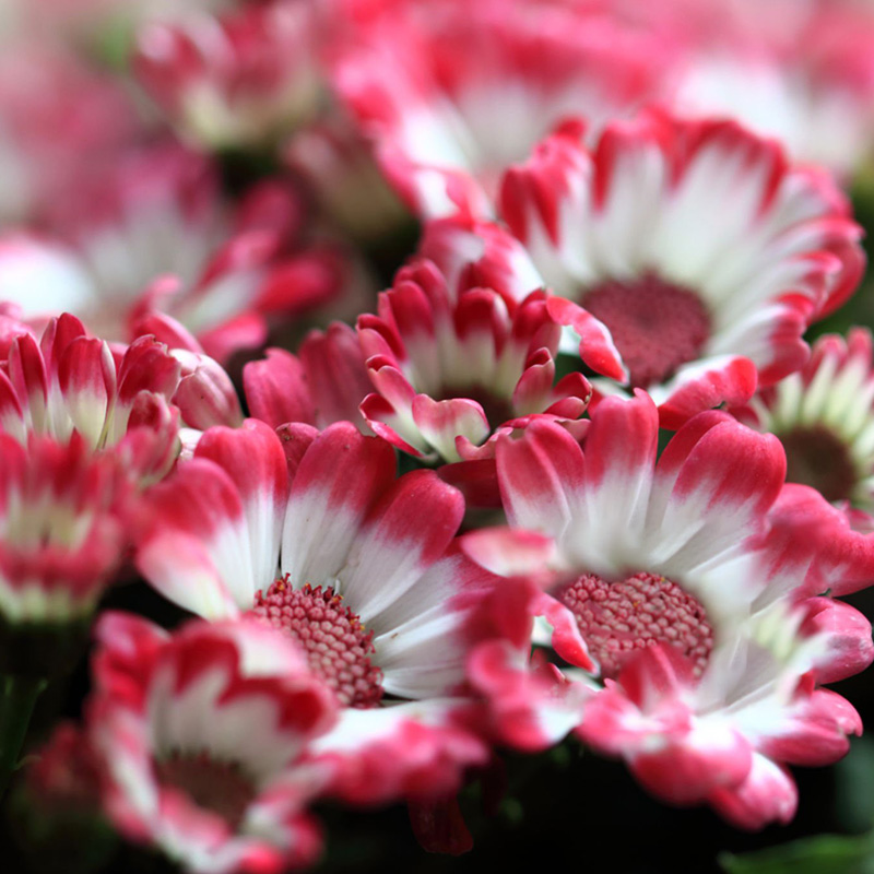 🔥Heißer Verkauf 🌼Bachelor Button Kornblume🩷Angebot zum halben Preis