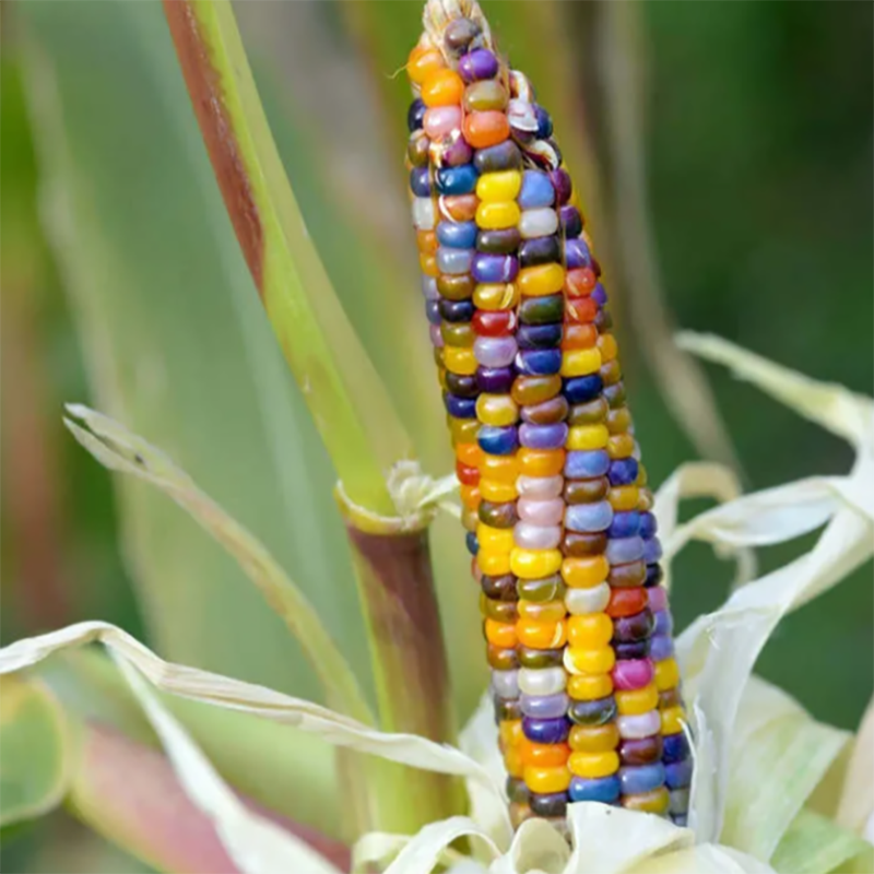 🦄Seltene🌽bunte Maissamen🌈Regenbogensammlung