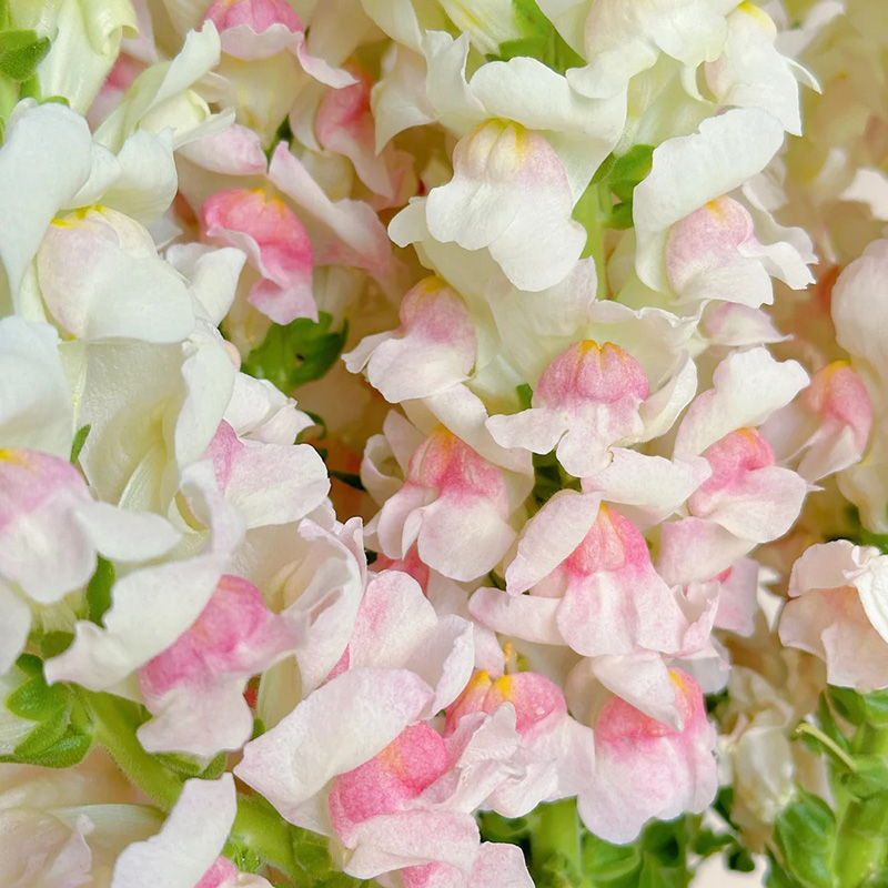 🔥Heißer Verkauf,💖Löwenmaul,🚀bunte Serie