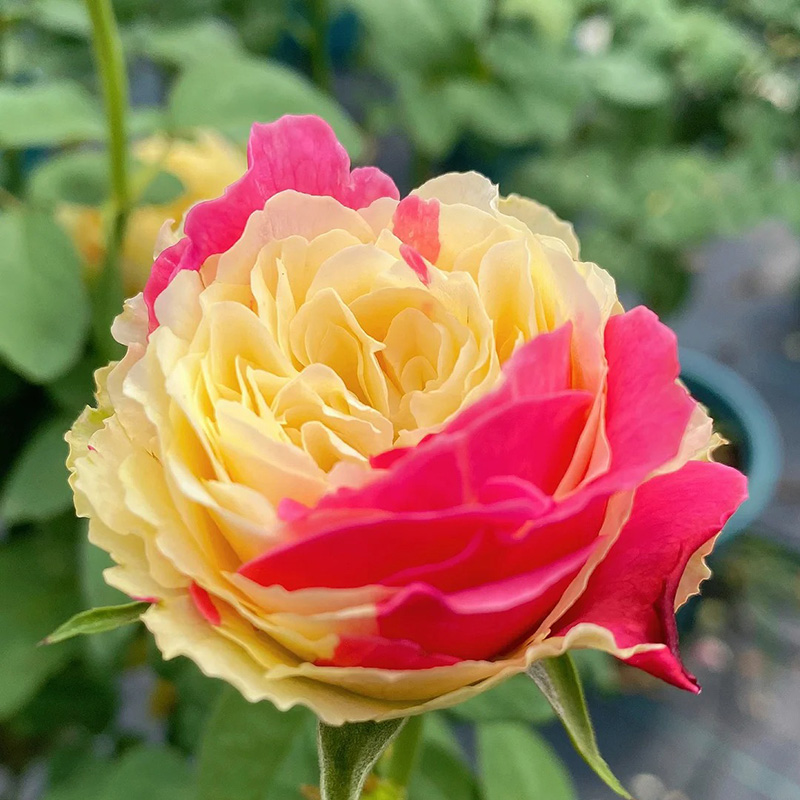 🔥Heißverkaufte🚀 romantische Rose🩷seltene Sorte