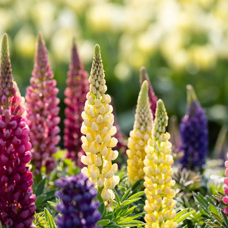 🚀Halber Preisnachlass💖Lupinenblüten🌈wunderschönes Dekogras