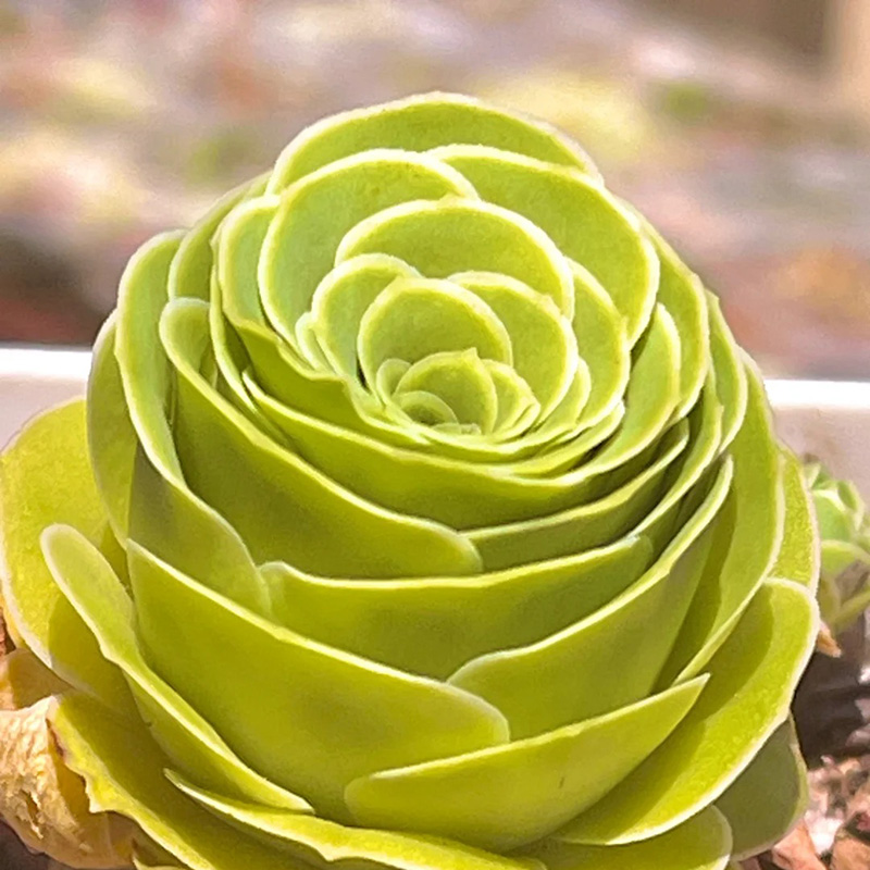 🔥Heißverkauft🌹Bergrose🌱Einfach zu pflanzen