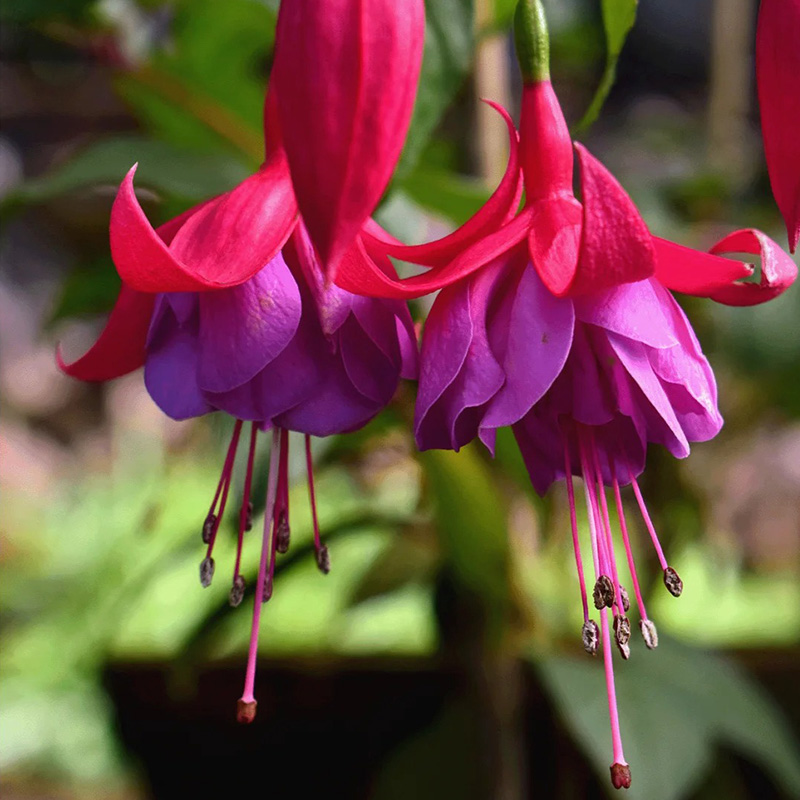 ❗Rabatt zum halben Preis🌺Fuchsiensamen🦄Zauberpflanze
