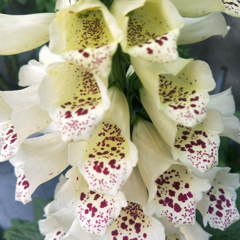 ✨Zeitlich begrenzter halber Preis🌺Fingerhut🌈Gartendekoration