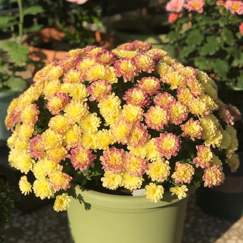 🔥Heißer Verkauf🚀Bonbon-Chrysanthemensamen🌿Rabatt zum halben Preis