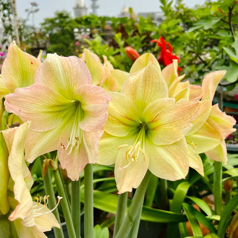 Amaryllis