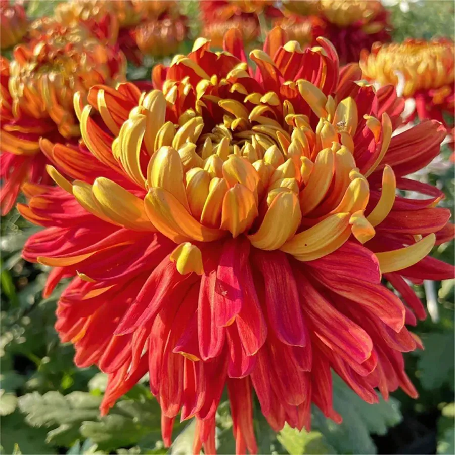 🌸 Große doppelblättrige Chrysanthemen - 50%+ Rabatt auf Premium-Samen 🎉💰