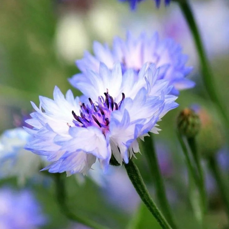 🔥Heißverkauft💖Junggesellen-Kornblume🌿Starkes Wachstum