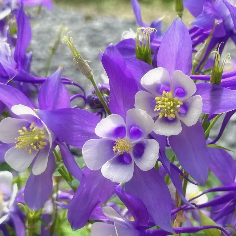 💥53 % Rabatt🌱Akelei-Blumensamen🌺Perfekte Wahl