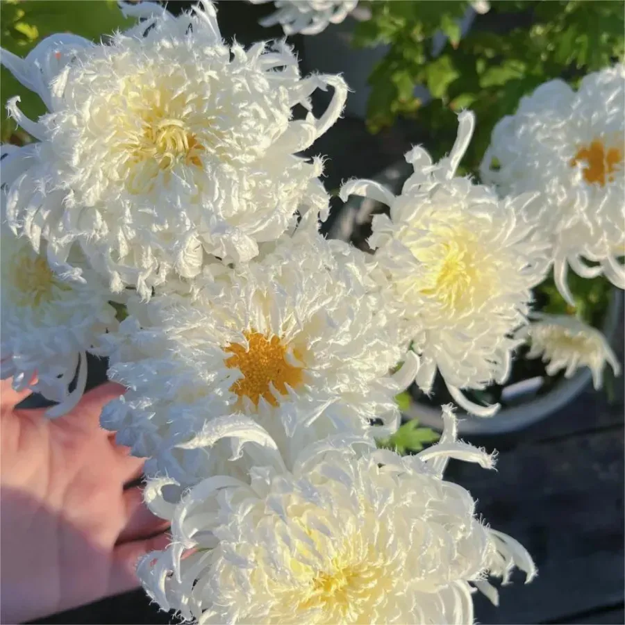 🌸 Große doppelblättrige Chrysanthemen - 50%+ Rabatt auf Premium-Samen 🎉💰