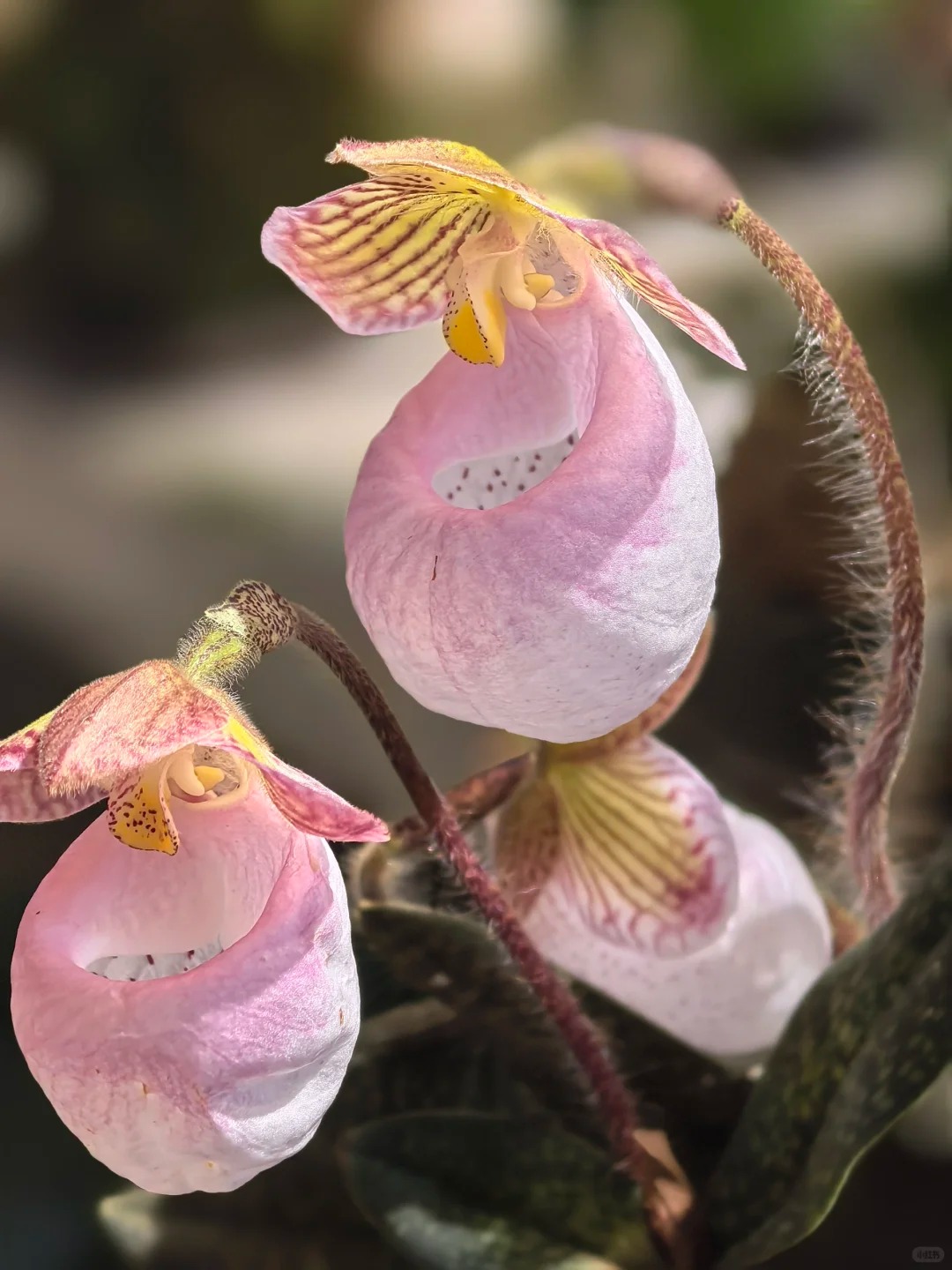 🌿 Bloom with Grace: Slipper Orchids – Nature’s Most Elegant Surprise 💕