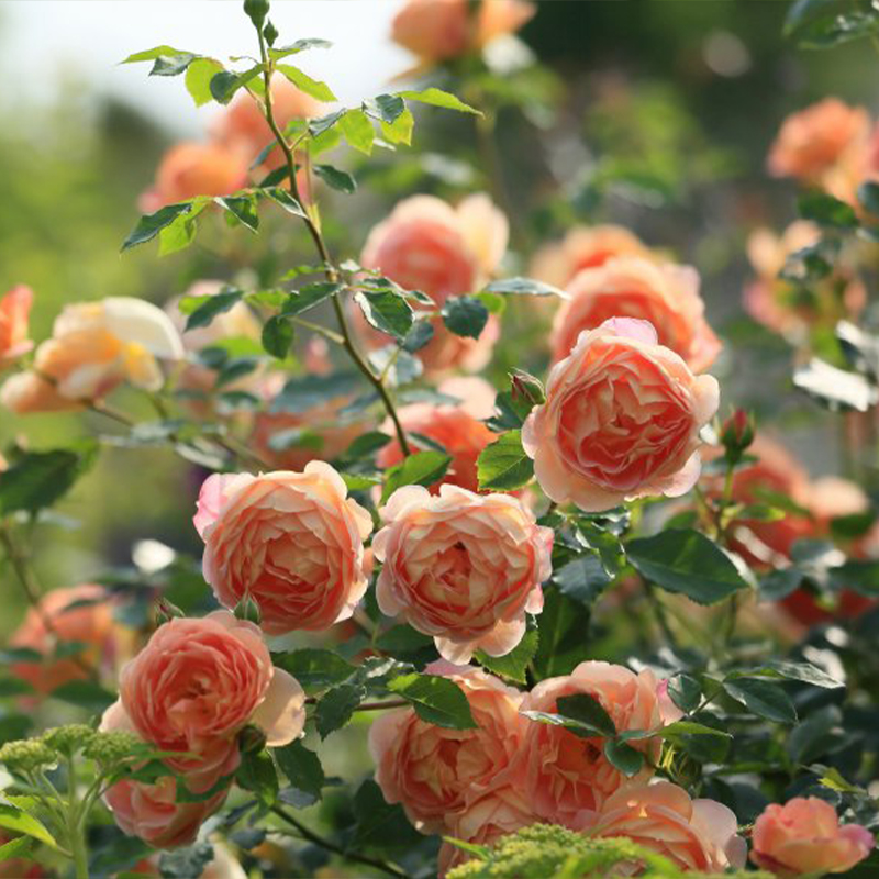 🚀65% Rabatt💖Rosen Samen🌹Endlose Romantik