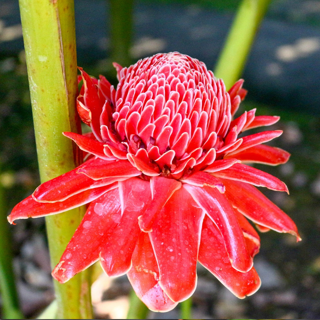 🚀Magische Pflanze💖Fackel-Ingwer🔥Flammendes Aussehen