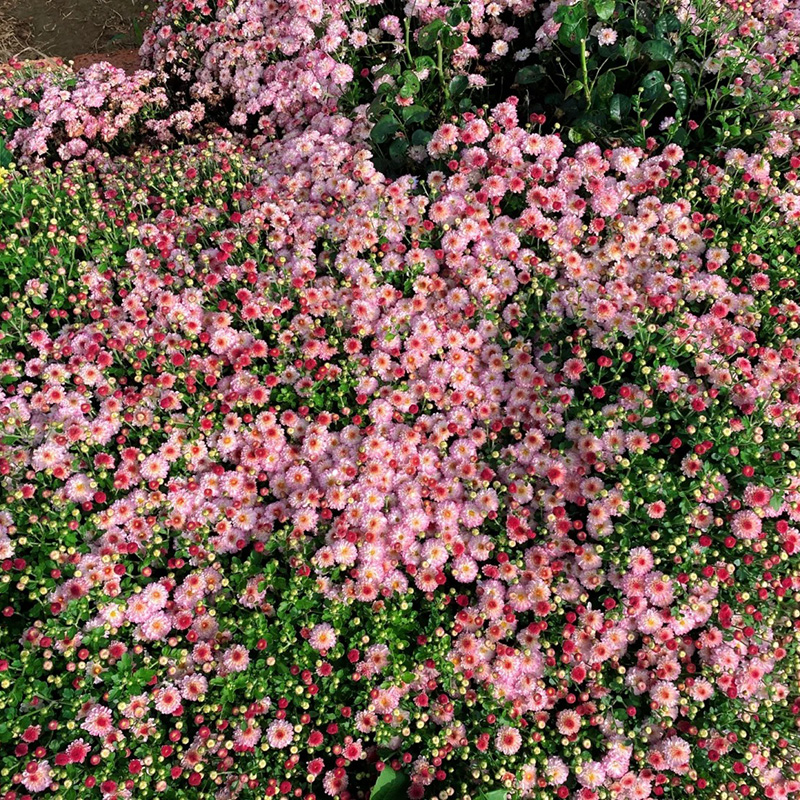 🔥Heißer Verkauf🚀Bonbon-Chrysanthemensamen🌿Rabatt zum halben Preis