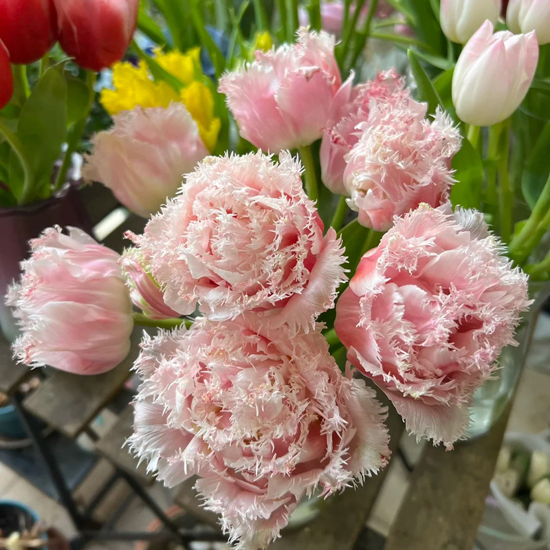 Die Gefüllte Tulpe Samen