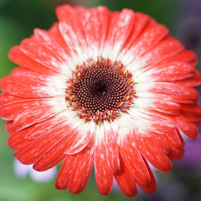 🔥Heißer Verkauf 🌼Bachelor Button Kornblume🩷Angebot zum halben Preis