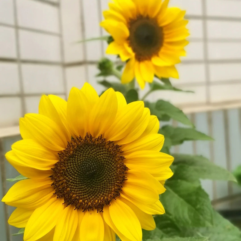 🔥Heißer Verkauf🚀Magische Sonnenblume🩷Super Rare