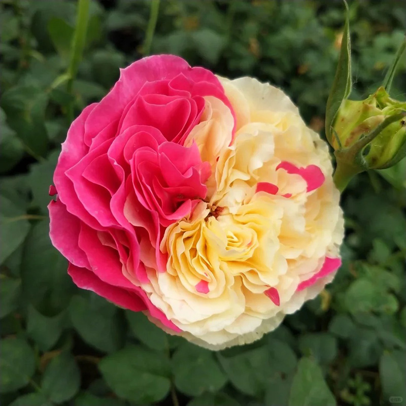 🔥Heißverkaufte🚀 romantische Rose🩷seltene Sorte