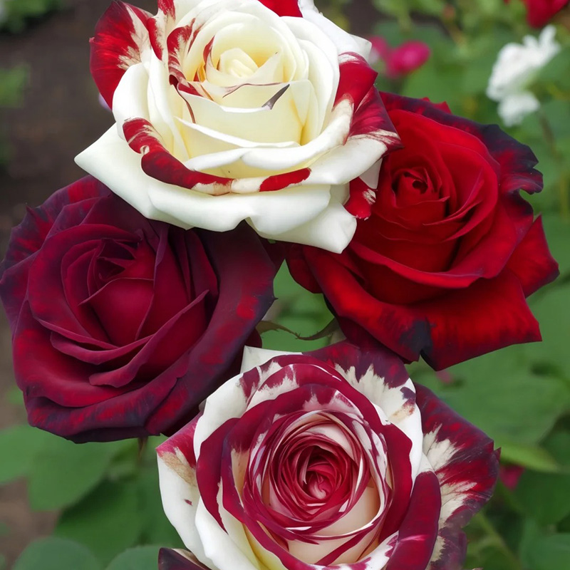 💖Ausgewählte🌹Zwillingsrosen🚀Super Rare