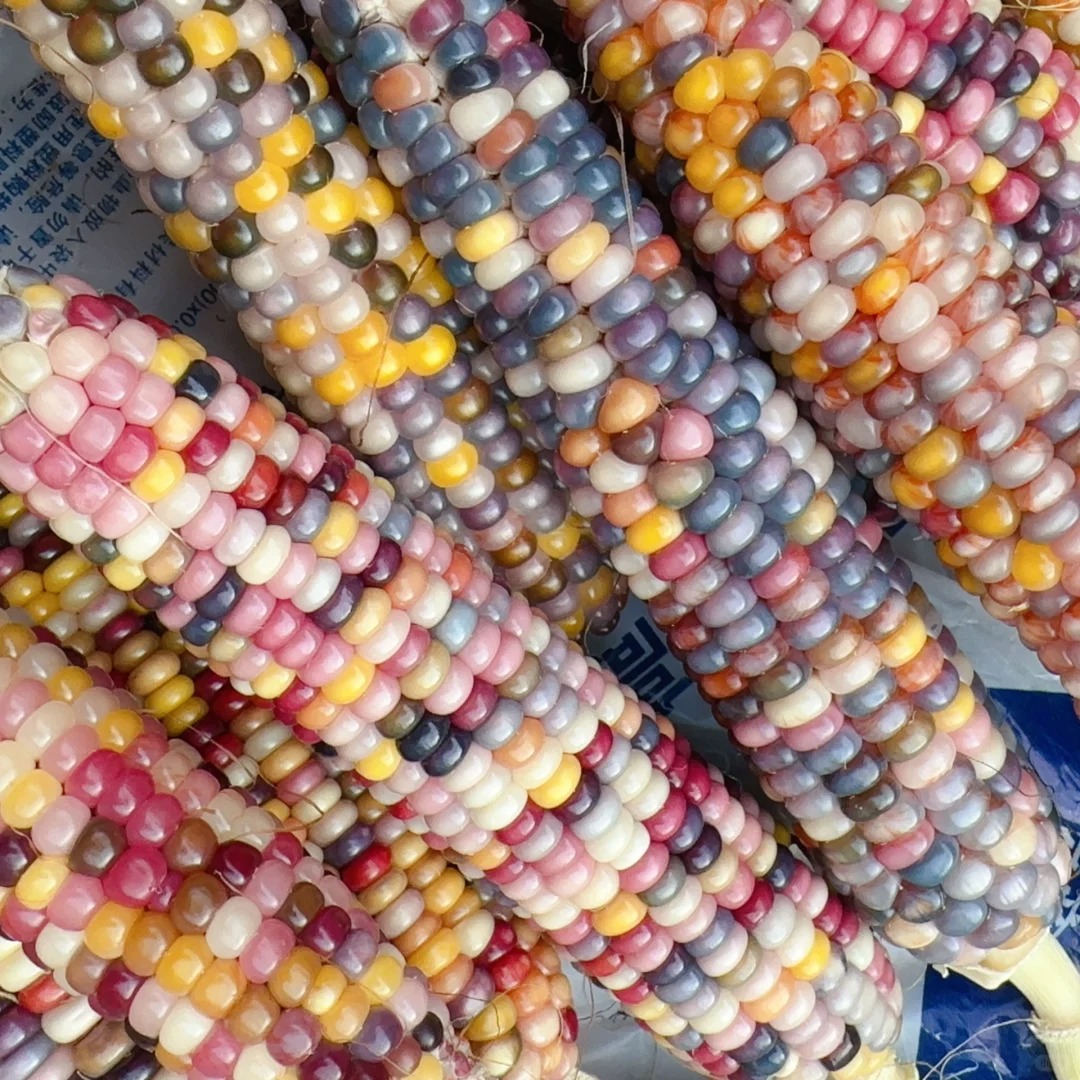 🦄Seltene🌽bunte Maissamen,🌈Regenbogensammlung
