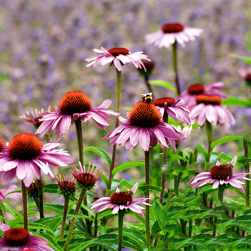 💖Halber Preis🌈süße Echinacea🦄einfach zu züchten