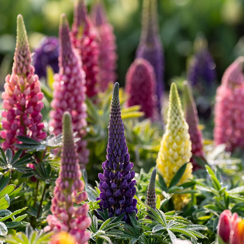 🚀Halber Preisnachlass💖Lupinenblüten🌈wunderschönes Dekogras