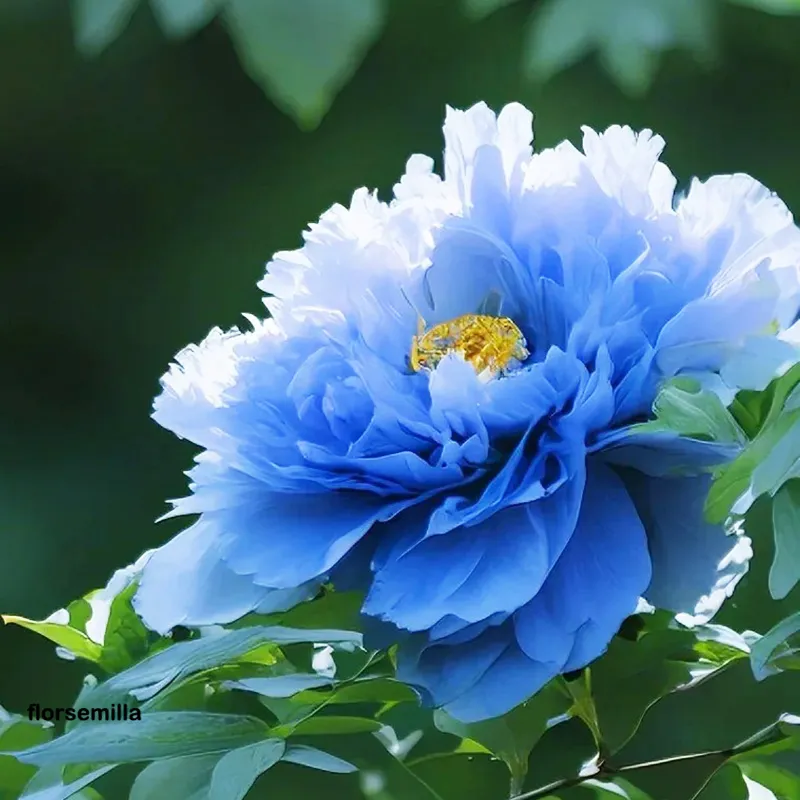 🚀Rabatt zum halben Preis💖Pfingstrosensamen ✨Große Blütengröße