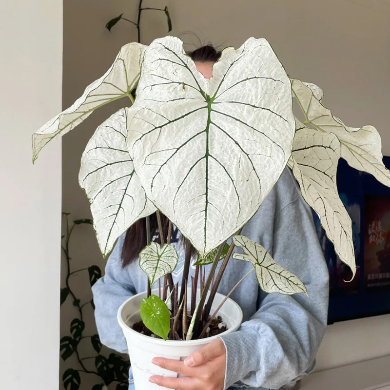 🔥Beliebt🩷Schöne bunte Blätter🌈Magische Regenbogenfarben