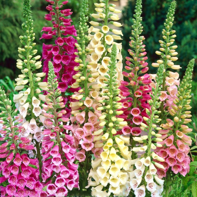 ✨Zeitlich begrenzter halber Preis🌺Fingerhut🌈Gartendekoration