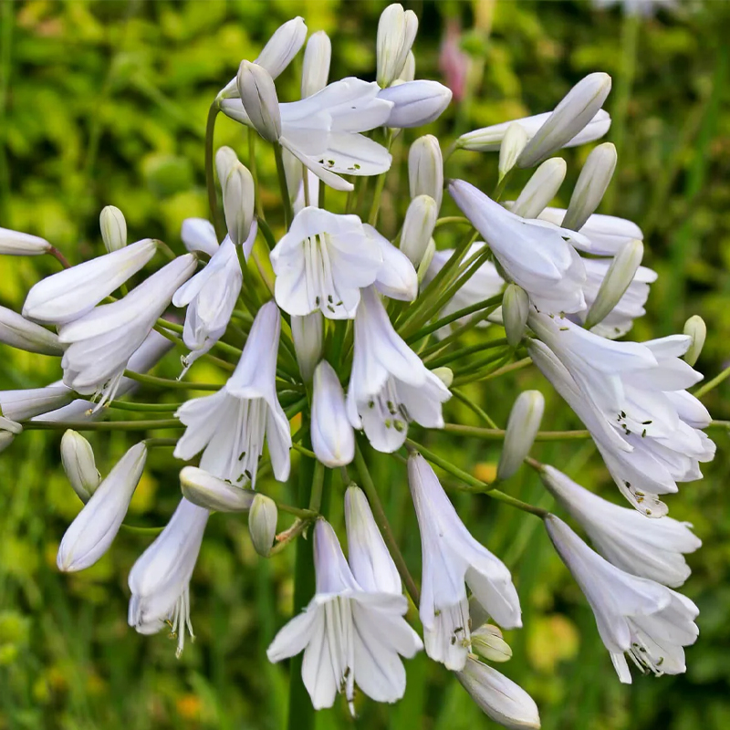 Agapanthus