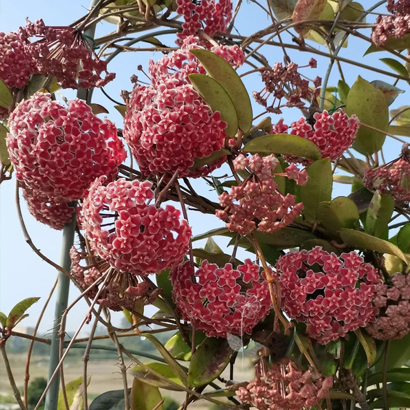 ✨2024 Neuankömmling🌼Kugelorchidee🦄Wunderschöne Indoor-Kletterblumen