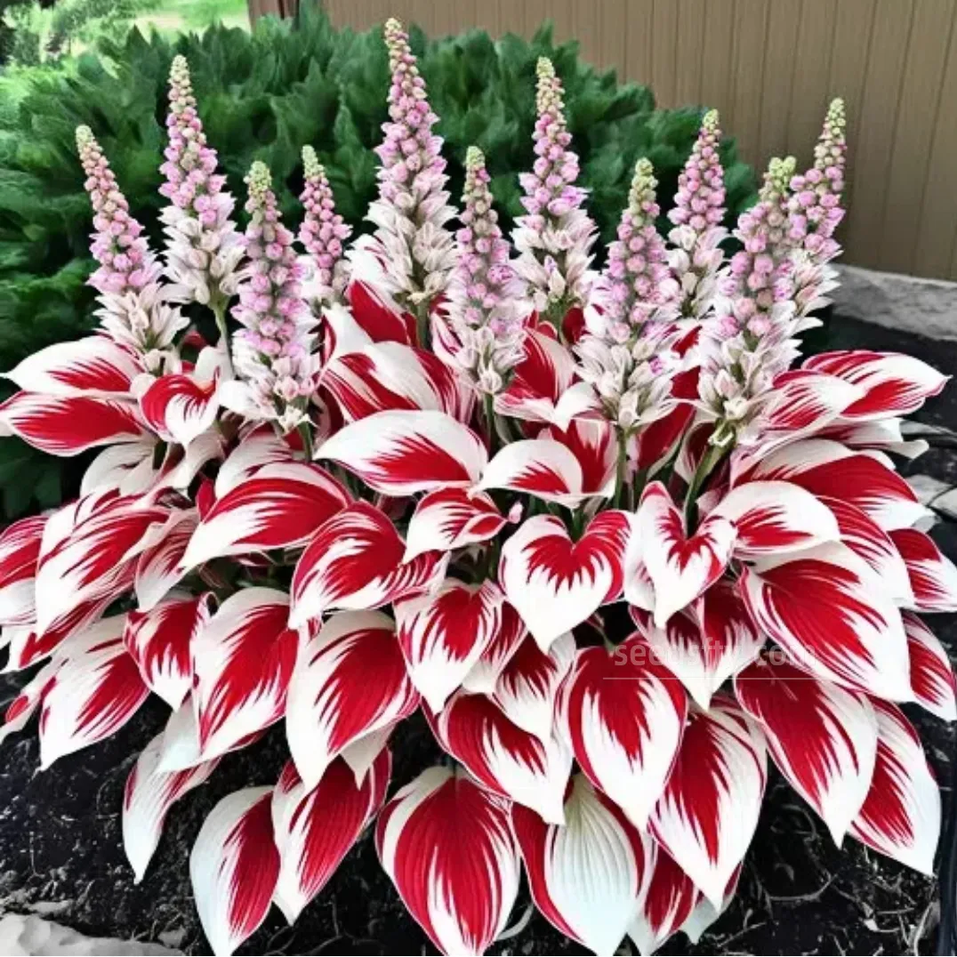 💥2025 Sonderangebot 🌌Mitternachtsblaue Herz-Hosta-Samen, mehrjährige Schattenpflanze für den Garten