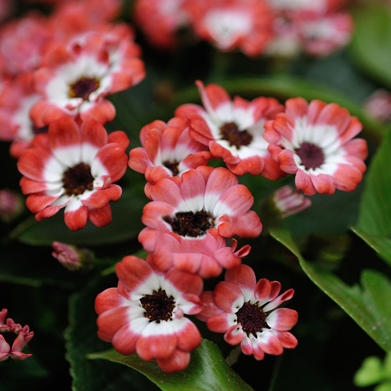 🔥Heißer Verkauf 🌼Bachelor Button Kornblume🩷Angebot zum halben Preis