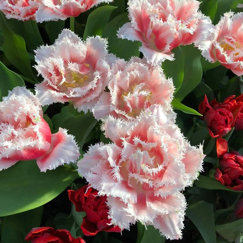 Die Gefüllte Tulpe Samen