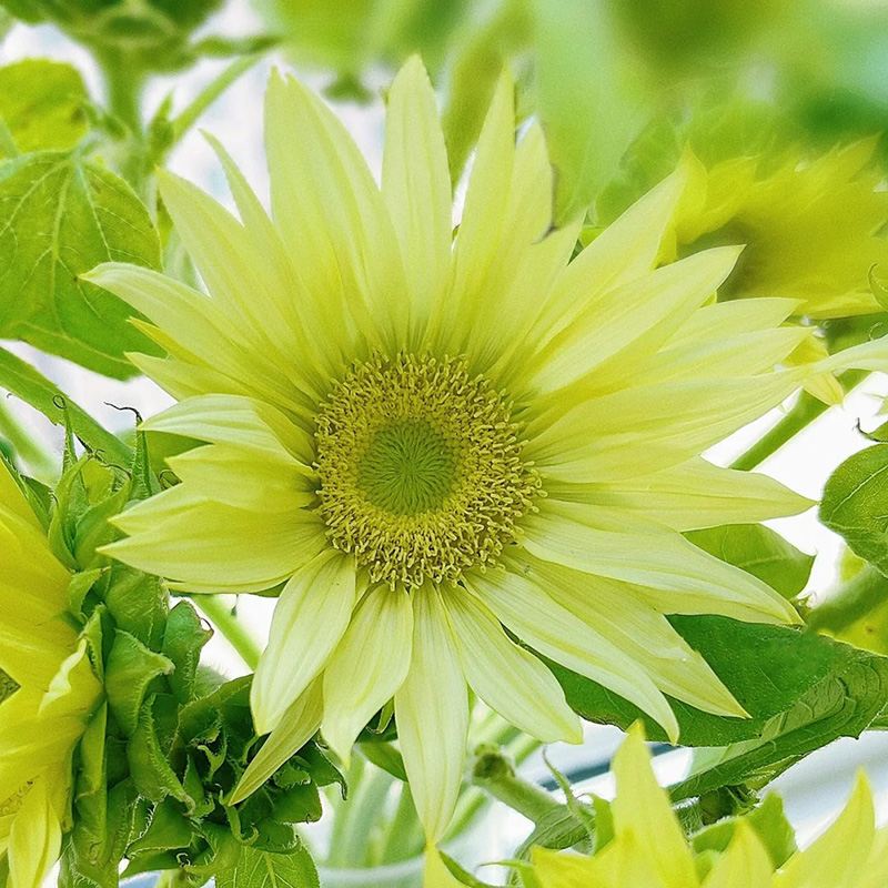 🔥Heißer Verkauf🚀Magische Sonnenblume🩷Super Rare