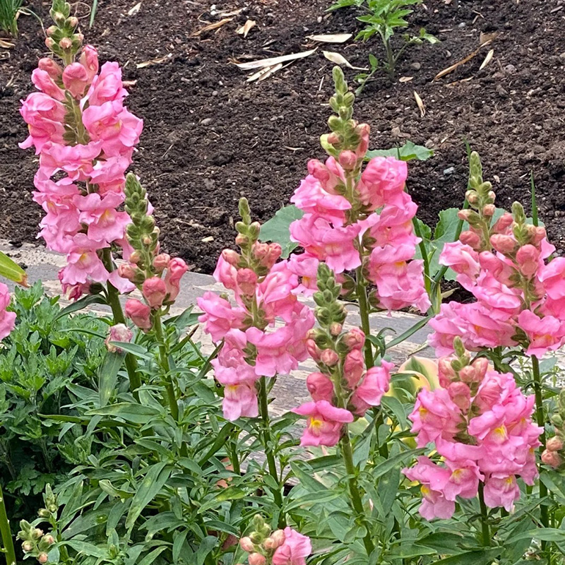 🔥Heißer Verkauf,💖Löwenmaul,🚀bunte Serie