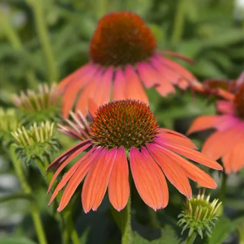💖Halber Preis🌈süße Echinacea🦄einfach zu züchten