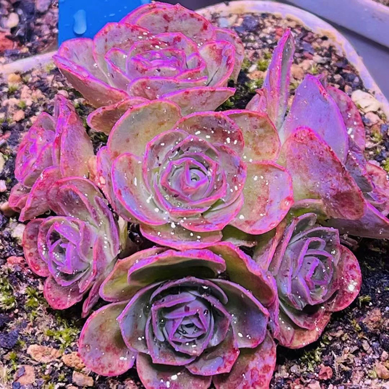 🔥Heißverkauft🌹Bergrose🌱Einfach zu pflanzen