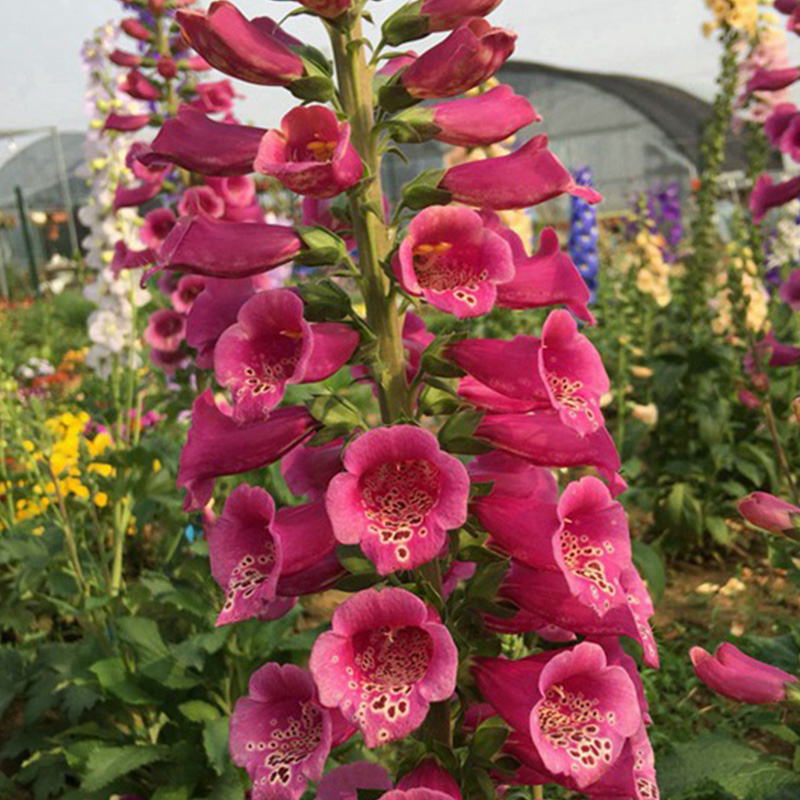 ✨Zeitlich begrenzter halber Preis🌺Fingerhut🌈Gartendekoration