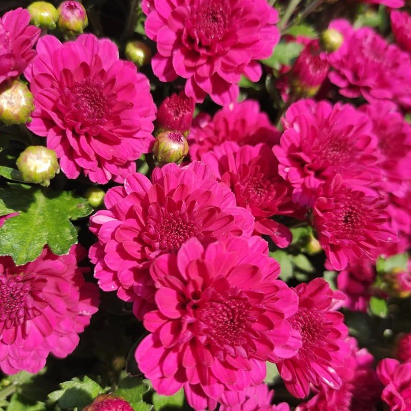 🔥Heißer Verkauf🚀Bonbon-Chrysanthemensamen🌿Rabatt zum halben Preis