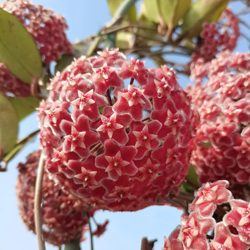 ✨2024 Neuankömmling🌼Kugelorchidee🦄Wunderschöne Indoor-Kletterblumen