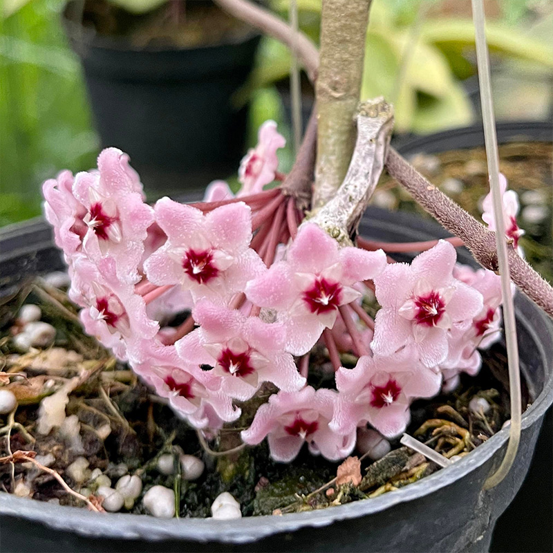✨2024 Neuankömmling🌼Kugelorchidee🦄Wunderschöne Indoor-Kletterblumen