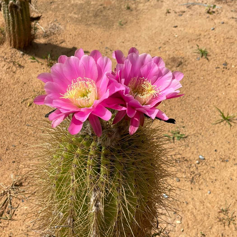 🦄Magische Pflanze🌵Blühender Kaktus💖heißer Verkäufer