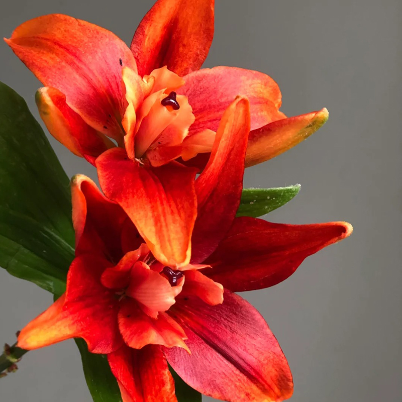 Duftende Gefüllte Lilien